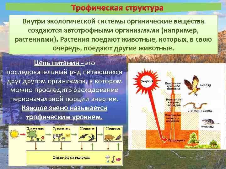 Трофическая структура Внутри экологической системы органические вещества создаются автотрофными организмами (например, растениями). Растения поедают