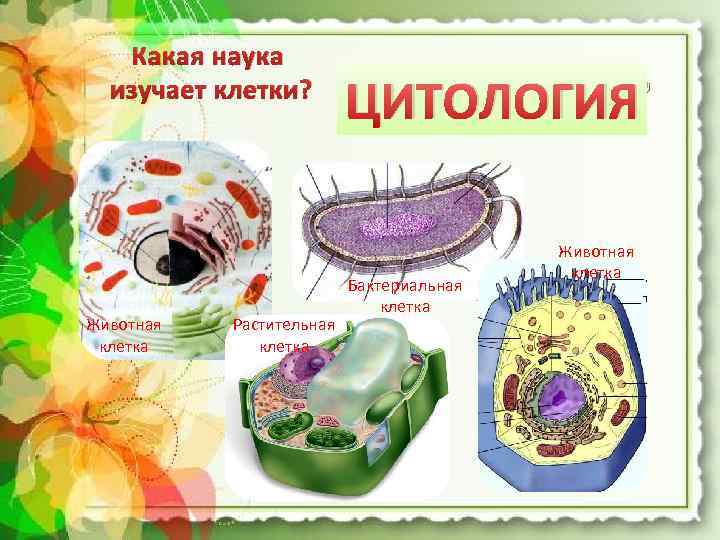 Какая наука изучает клетки? Животная клетка Растительная клетка Что или кто это? ЦИТОЛОГИЯ Бактериальная