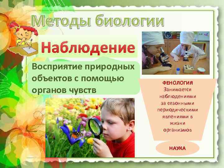 Методы биологии Наблюдение Восприятие природных объектов с помощью органов чувств ФЕНОЛОГИЯ Занимается наблюдениями за