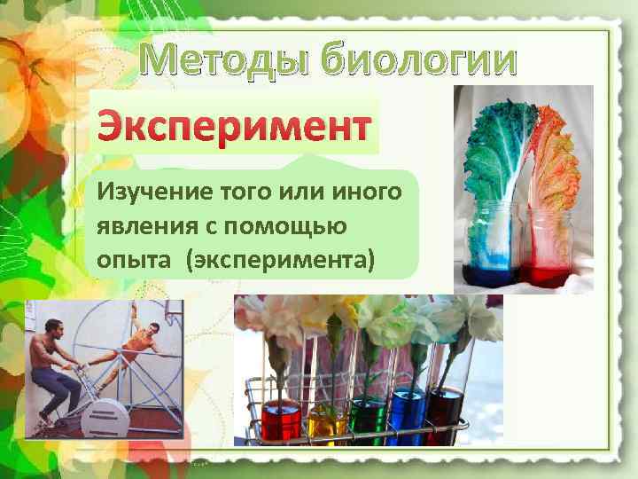 Методы биологии Эксперимент Изучение того или иного явления с помощью опыта (эксперимента) 