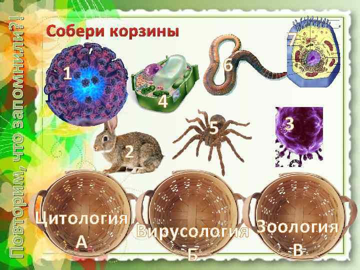 Повторим, что запомнили? ! Собери корзины 7 6 1 4 2 5 3 Цитология