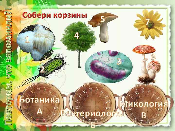 Повторим, что запомнили? ! Собери корзины 5 7 4 1 2 3 6 Ботаника