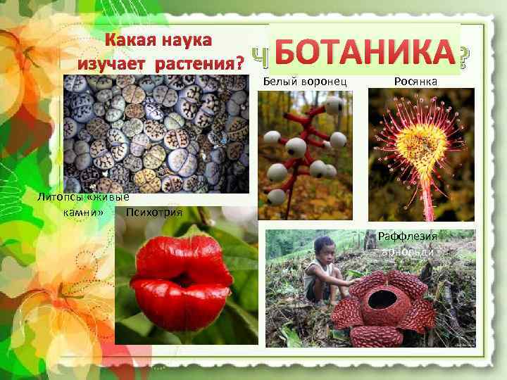 Какая наука изучает растения? БОТАНИКА Что или кто это? Белый воронец Росянка Литопсы «живые