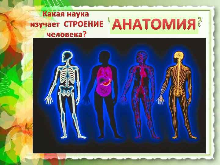 Какая наука изучает СТРОЕНИЕ человека? Что или кто это? АНАТОМИЯ 