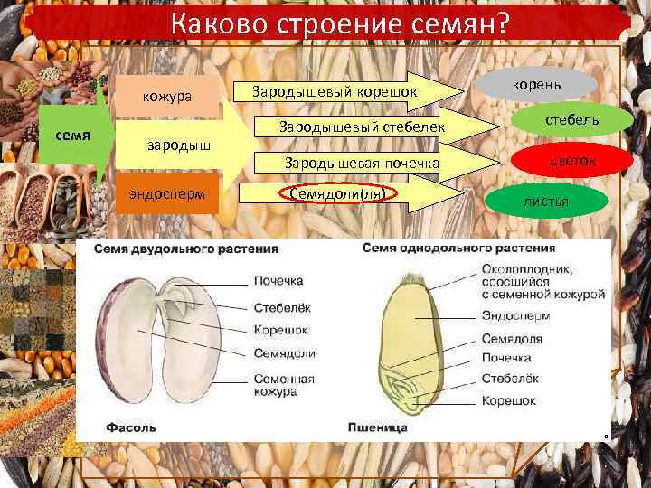 Часть кожуры семени. Семя 6 класс биология кожура,эндосперм. Семенная кожура зародыш эндосперм. Зародыш корешок стебелёк почечка семядоли эндосперм.