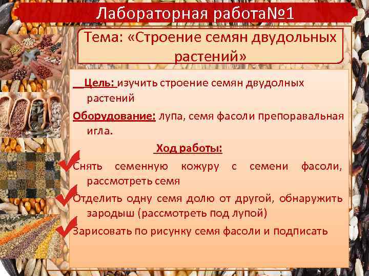 Лабораторная работа№ 1 Тема: «Строение семян двудольных растений» Цель: изучить строение семян двудолных растений