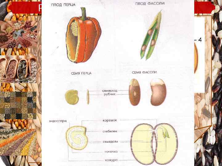 Рисунки к лабораторной работе 