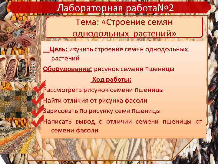 Лабораторная работа№ 2 Тема: «Строение семян однодольных растений» Цель: изучить строение семян однодольных растений