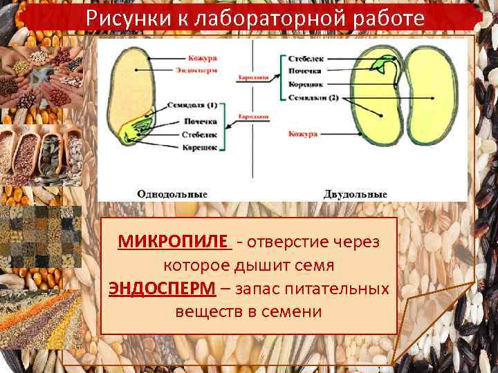 Рисунки к лабораторной работе МИКРОПИЛЕ - отверстие через которое дышит семя ЭНДОСПЕРМ – запас