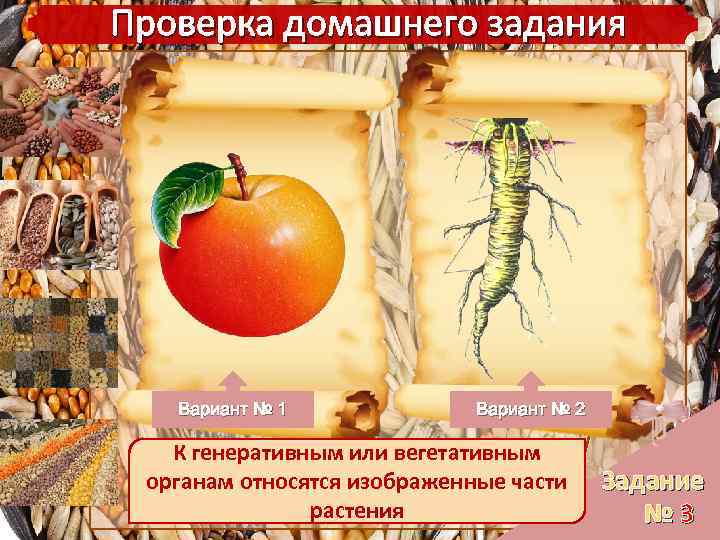 Проверка домашнего задания Вариант № 1 Вариант № 2 К генеративным или вегетативным органам
