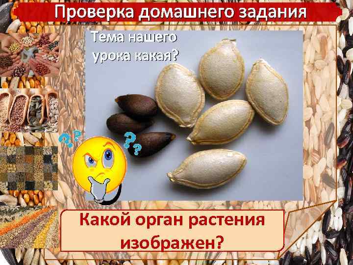 Проверка домашнего задания Тема нашего урока какая? Какой орган растения изображен? 