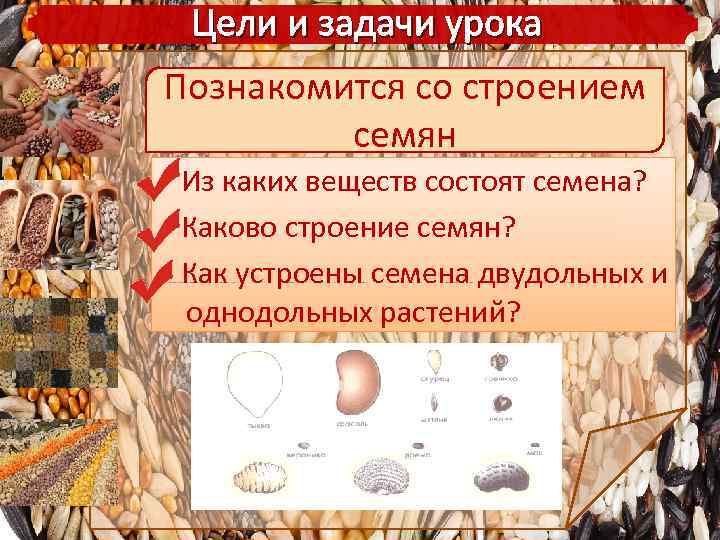 Цели и задачи урока Познакомится со строением семян Из каких веществ состоят семена? Каково