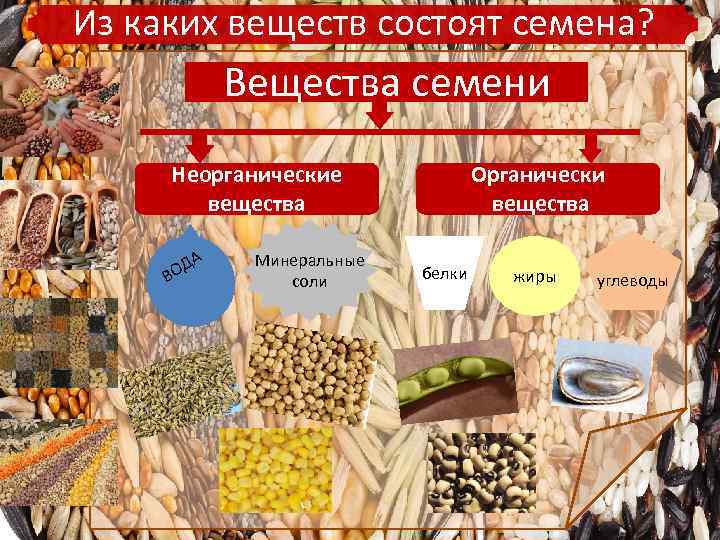 Из каких веществ состоят семена? Вещества семени Неорганические вещества Д ВО А Минеральные соли
