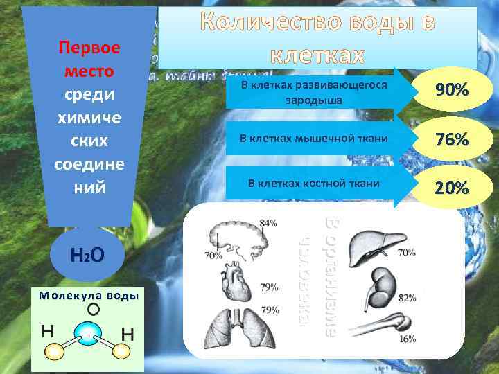 Первое место среди химиче ских соедине ний Молекула воды В клетках развивающегося зародыша 90%