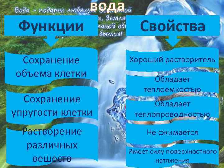 Функции вода Сохранение объема клетки Сохранение упругости клетки Растворение различных веществ Свойства Хороший растворитель