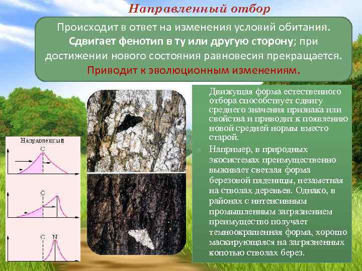 Направленный отбор Происходит в ответ на изменения условий обитания. Сдвигает фенотип в ту или