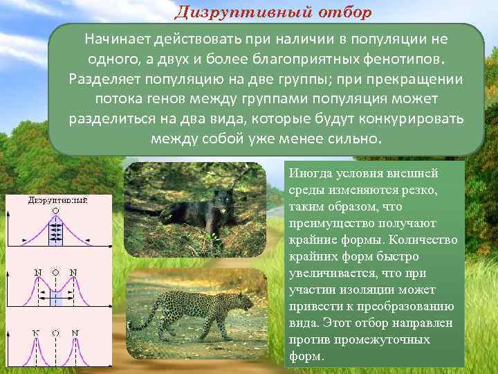 Дизруптивный отбор Начинает действовать при наличии в популяции не одного, а двух и более