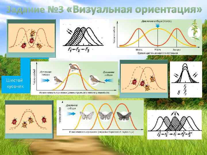 Задание № 3 «Визуальная ориентация» Шестой кусочек 