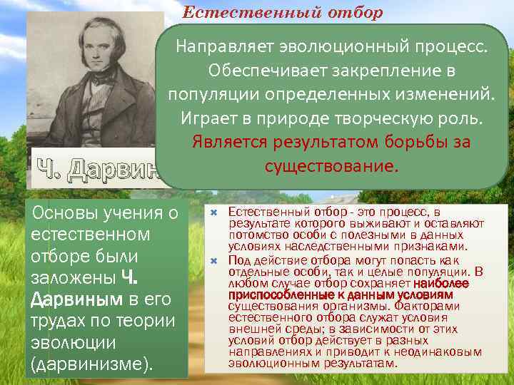 Естественный отбор Направляет эволюционный процесс. Обеспечивает закрепление в популяции определенных изменений. Играет в природе