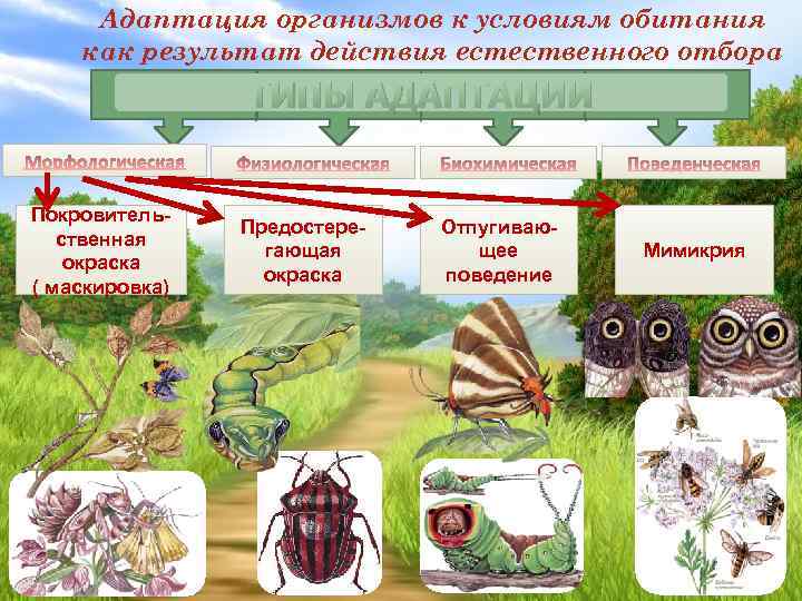 Адаптация организмов к условиям обитания как результат действия естественного отбора ТИПЫ АДАПТАЦИИ Покровительственная окраска