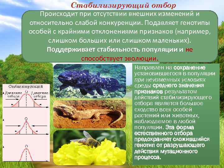 Стабилизирующий отбор Происходит при отсутствии внешних изменений и относительно слабой конкуренции. Подавляет генотипы особей