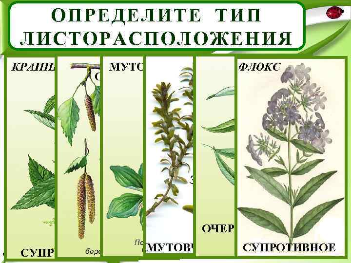 ОПРЕДЕЛИТЕ ТИП ЛИСТОРАСПОЛОЖЕНИЯ КРАПИВА МУТОВЧАТОЕ ОЧЕРЁДНОЕ ФЛОКС ОЧЕРЁДНОЕ СУПРОТИВНОЕ МУТОВЧАТОЕ СУПРОТИВНОЕ 