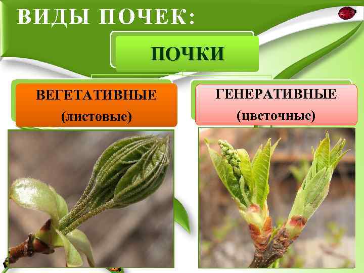 ВИДЫ ПОЧЕК: ПОЧКИ ВЕГЕТАТИВНЫЕ ГЕНЕРАТИВНЫЕ (листовые) (цветочные) 