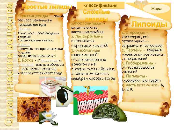 Органические вещества Простые липиды 1 Триглицериды — самые распространенные в природе липиды Жиры Животного