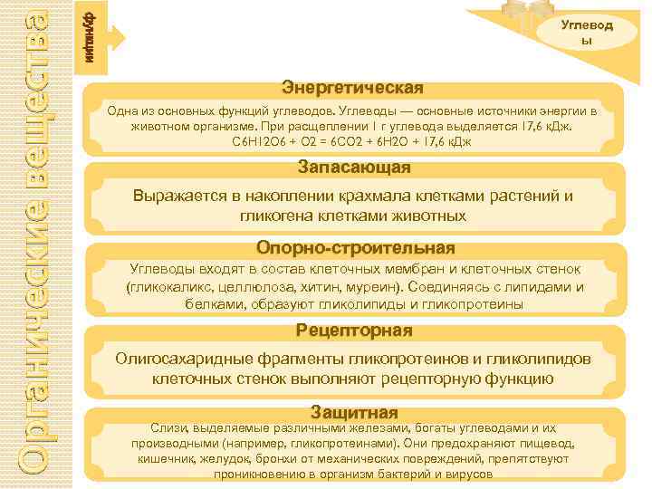 Органические вещества функции Углевод ы Энергетическая Одна из основных функций углеводов. Углеводы — основные