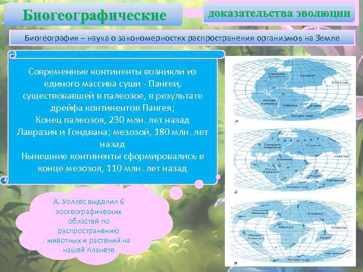 Биогеографические доказательства эволюции Биогеография – наука о закономерностях распространения организмов на Земле Современные континенты