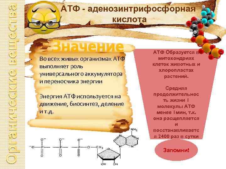 Органические вещества АТФ - аденозинтрифосфорная кислота Значение Во всех живых организмах АТФ выполняет роль