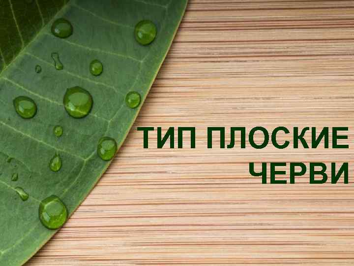 ТИП ПЛОСКИЕ ЧЕРВИ 