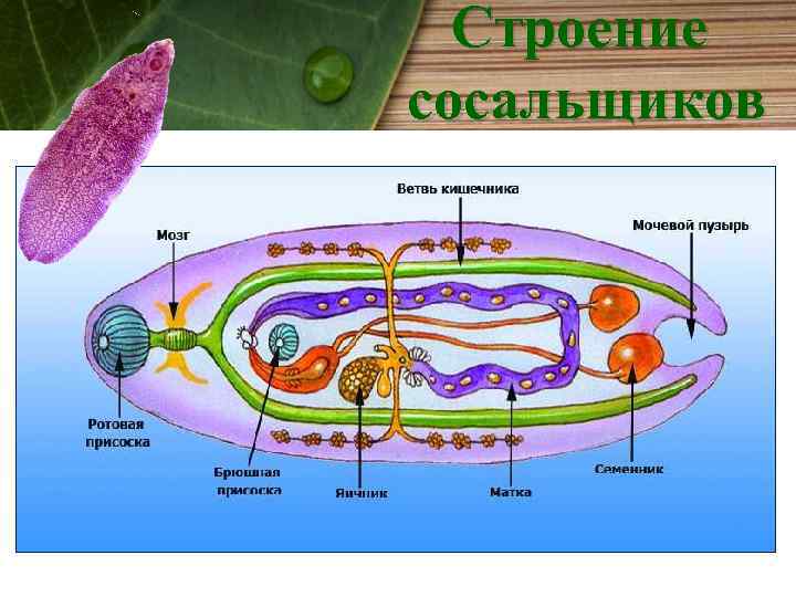Строение сосальщиков 