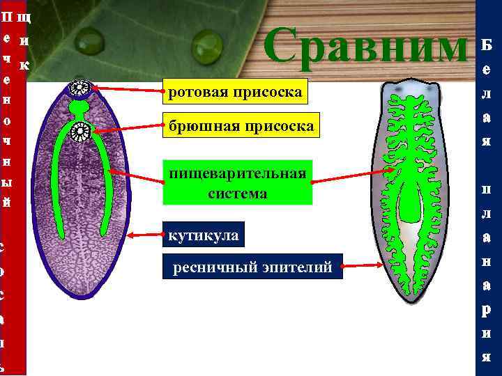 П е ч е н о ч н ы й с о с а