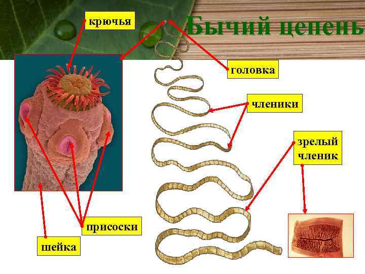 крючья Бычий цепень головка членики зрелый членик присоски шейка 