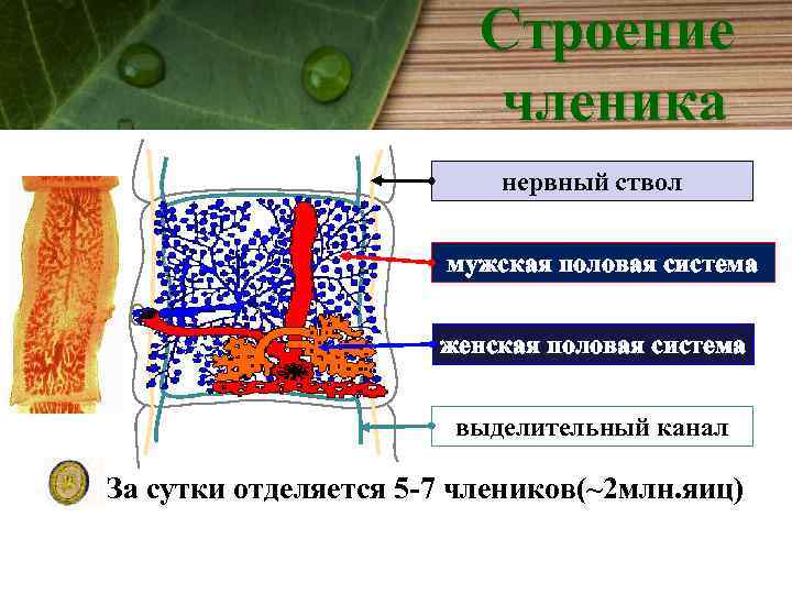 Состоят из члеников