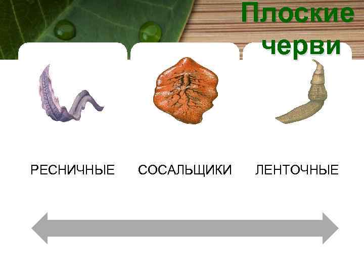 Плоские черви РЕСНИЧНЫЕ СОСАЛЬЩИКИ ЛЕНТОЧНЫЕ 