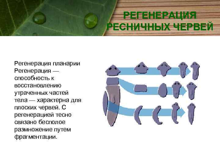 РЕГЕНЕРАЦИЯ РЕСНИЧНЫХ ЧЕРВЕЙ Регенерация планарии Регенерация — способность к восстановлению утраченных частей тела —