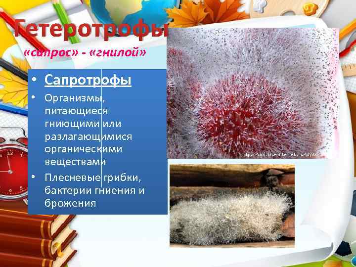 Гетеротрофы «сапрос» - «гнилой» • Сапротрофы • Организмы, питающиеся гниющими или разлагающимися органическими веществами