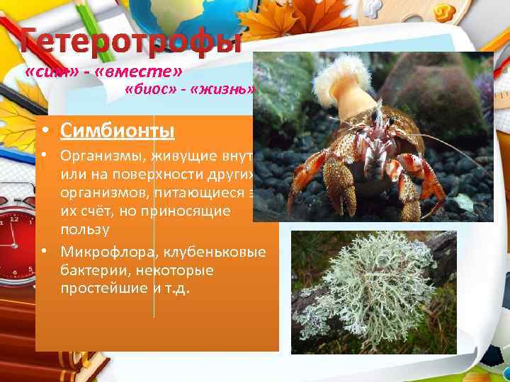 Гетеротрофы «сим» - «вместе» «биос» - «жизнь» • Симбионты • Организмы, живущие внутри или