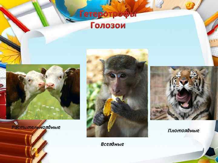 Гетеротрофы Голозои Растительноядные Плотоядные Всеядные 