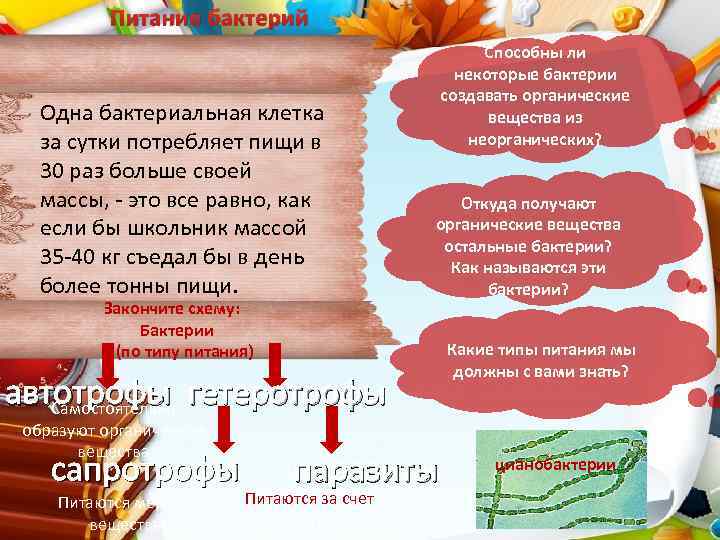 Питание бактерий Одна бактериальная клетка за сутки потребляет пищи в 30 раз больше своей