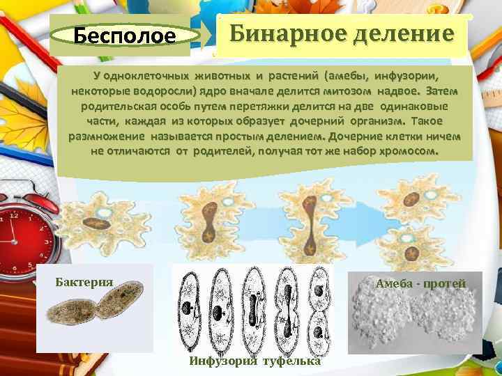 Бесполое Бинарное деление У одноклеточных животных и растений (амебы, инфузории, некоторые водоросли) ядро вначале