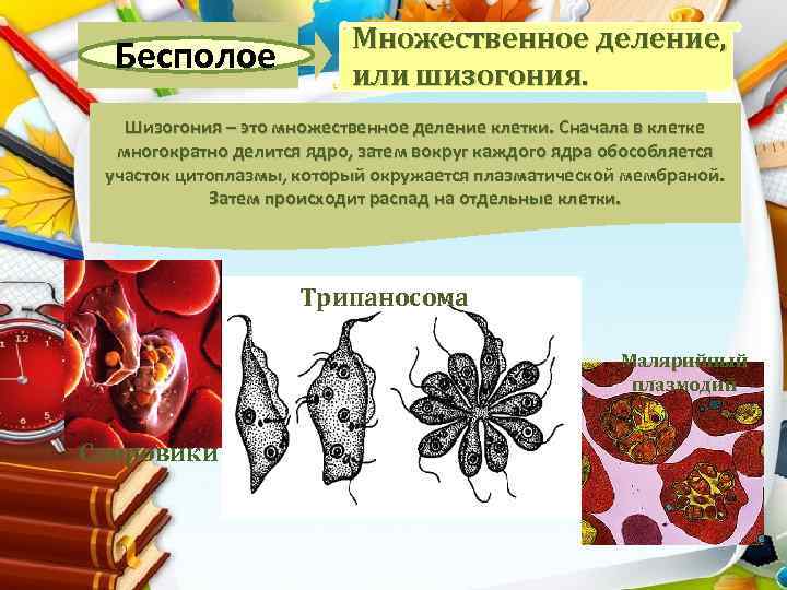 Бесполое Множественное деление, или шизогония. Шизогония – это множественное деление клетки. Сначала в клетке