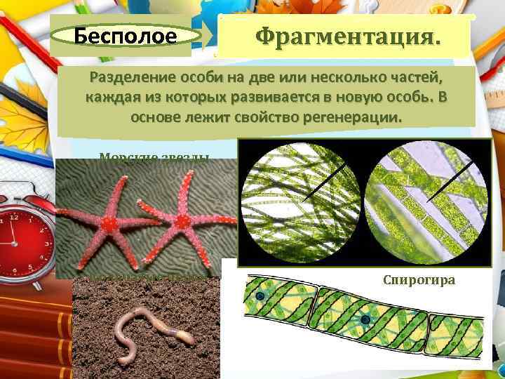 Бесполое Фрагментация. Разделение особи на две или несколько частей, каждая из которых развивается в