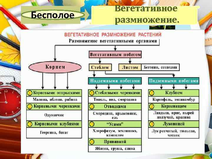 Бесполое Вегетативное размножение. 