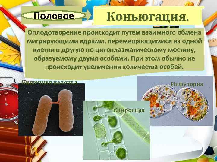 Половое Коньюгация. Оплодотворение происходит путем взаимного обмена мигрирующими ядрами, перемещающимися из одной клетки в