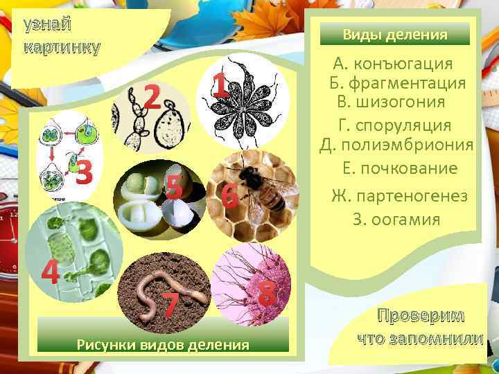 узнай картинку Виды деления 1 2 3 4 А. конъюгация Б. фрагментация В. шизогония