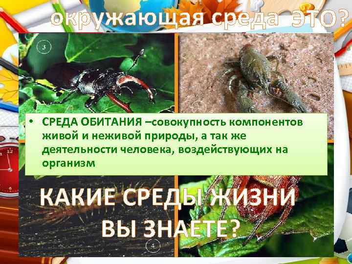 окружающая среда ЭТО? • СРЕДА ОБИТАНИЯ –совокупность компонентов живой и неживой природы, а так