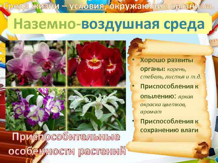 Среда жизни – условия, окружающие организм. Наземно-воздушная среда • Хорошо развиты органы: корень, стебель,